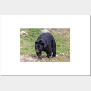 A large Black Bear Posters and Art